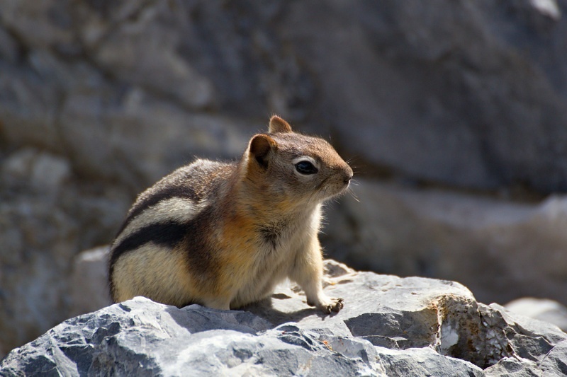 Groundsquirrel