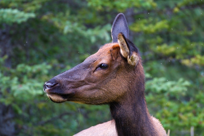 Wapiti