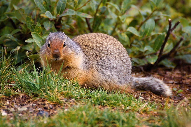 Marmot