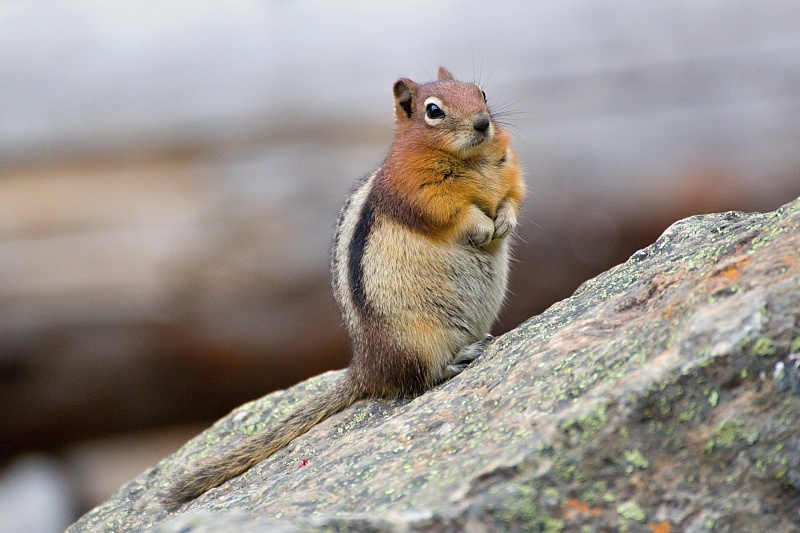 Groundsquirrel