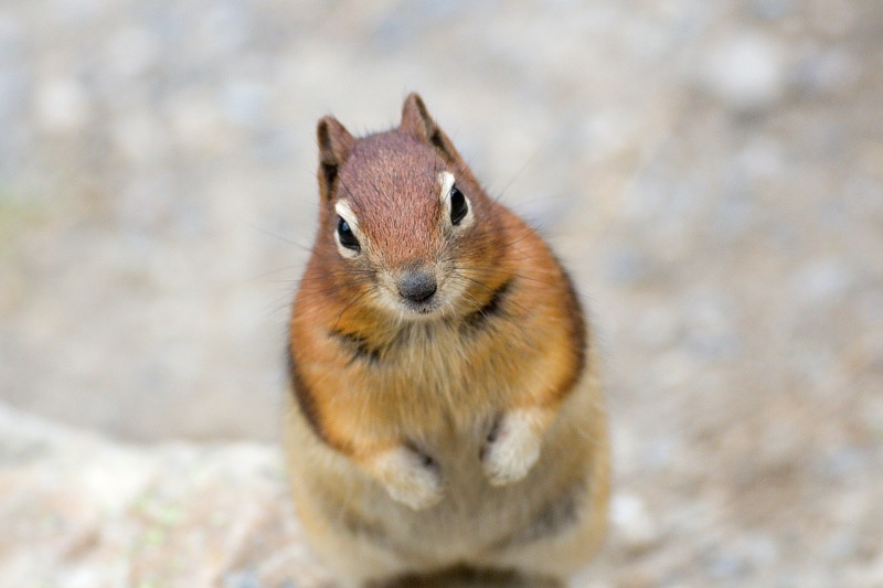 Groundsquirrel