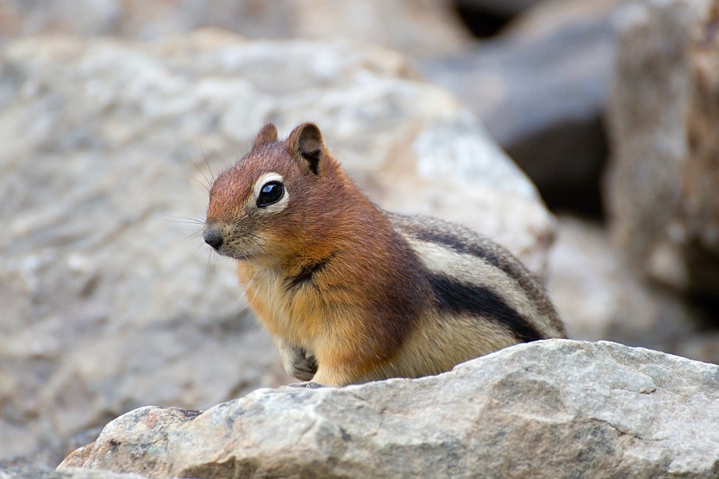 Groundsquirrel