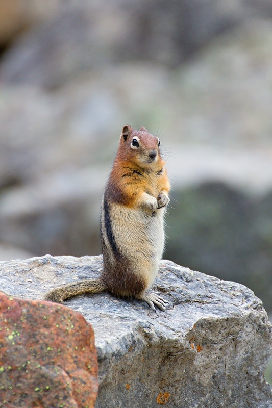Groundsquirrel