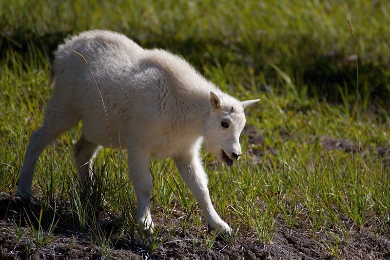 Mountain Goat