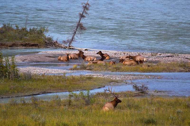 jeleni wapiti