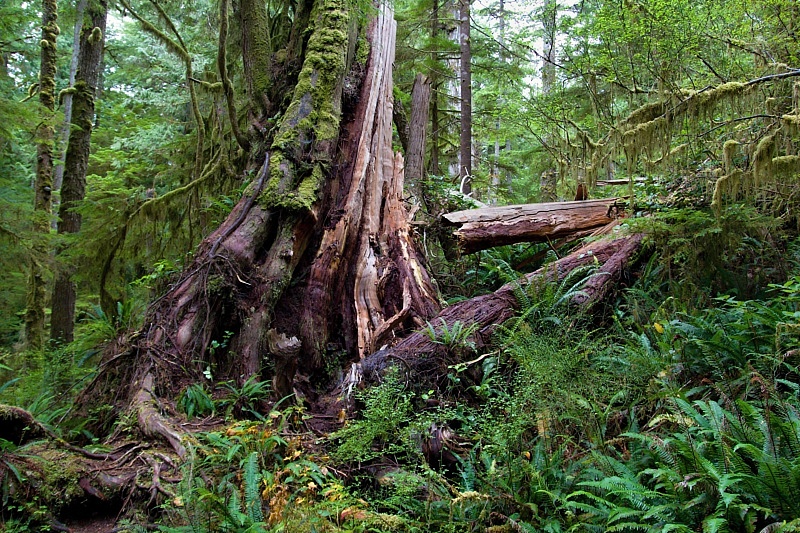 Rainfores Trail
