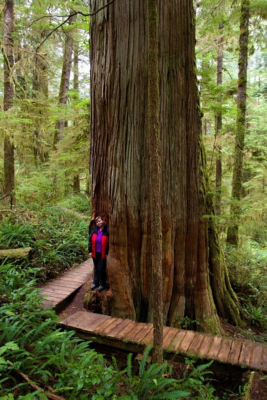 Rainforest Trail