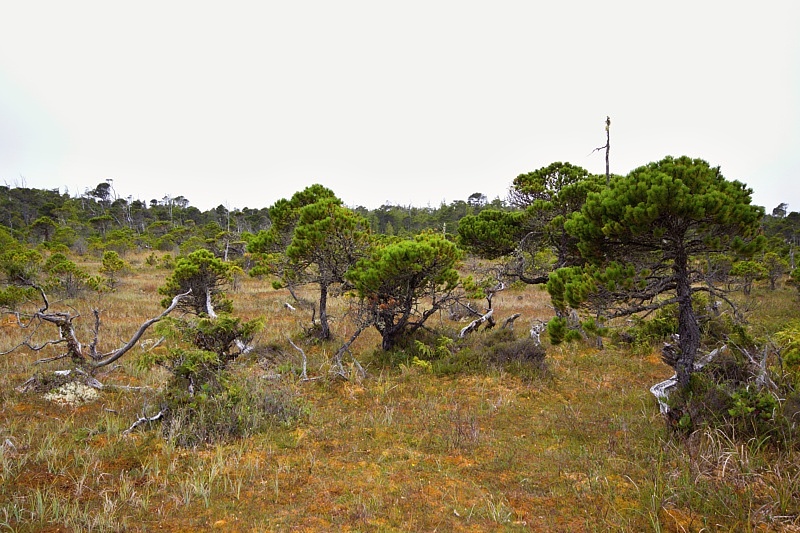 Bog Trail