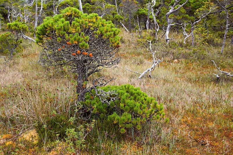 Bog Trail