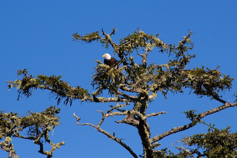 Bald Eagle