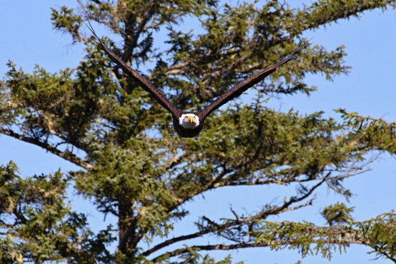 Bald Eagle