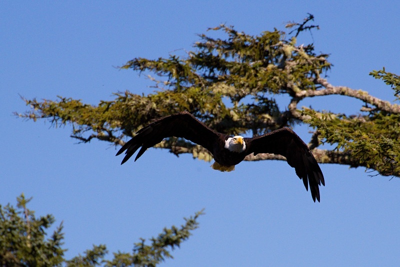 Bald Eagle