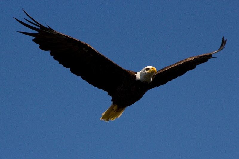 Bald Eagle