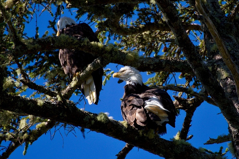 Bald Eagle