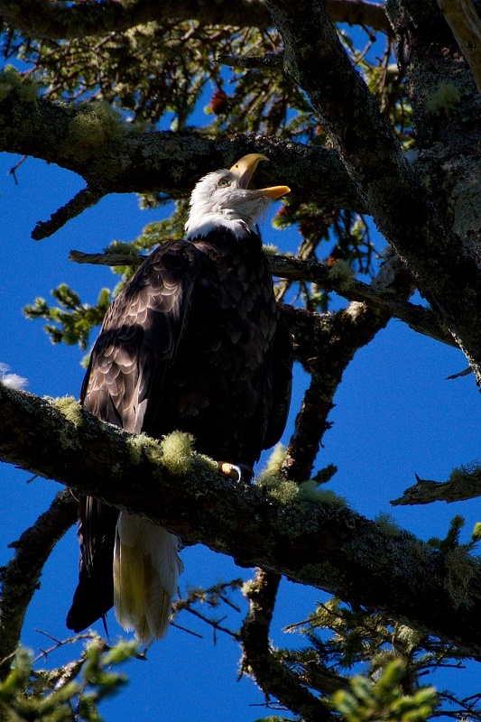 Bald Eagle