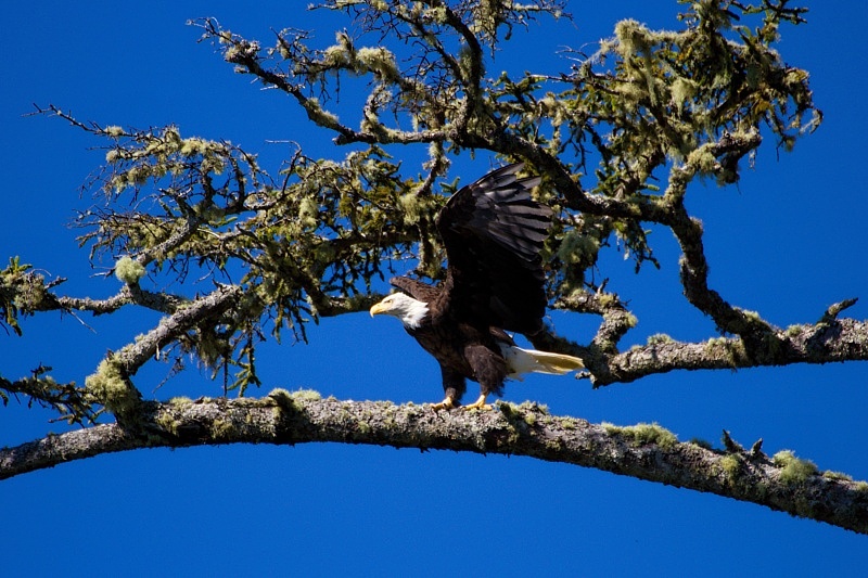 Bald Eagle