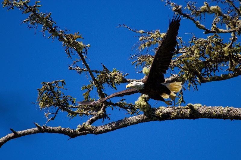 Bald Eagle
