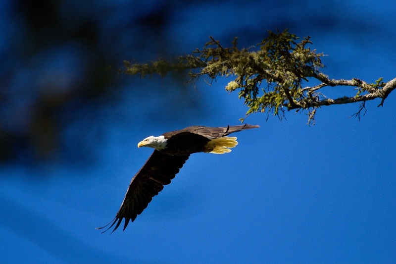 Bald Eagle