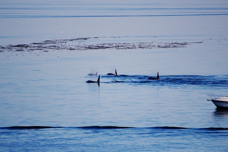 Swartz Bay - Tsawwassen