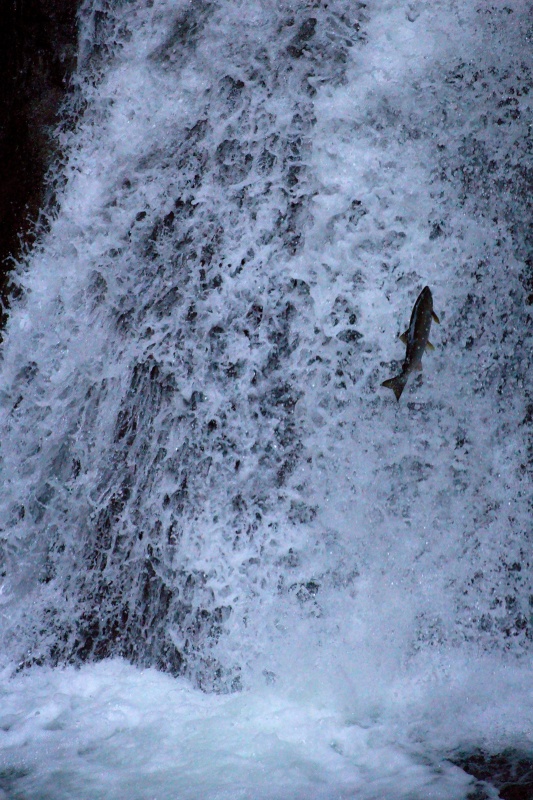 Lynn Canyon Park