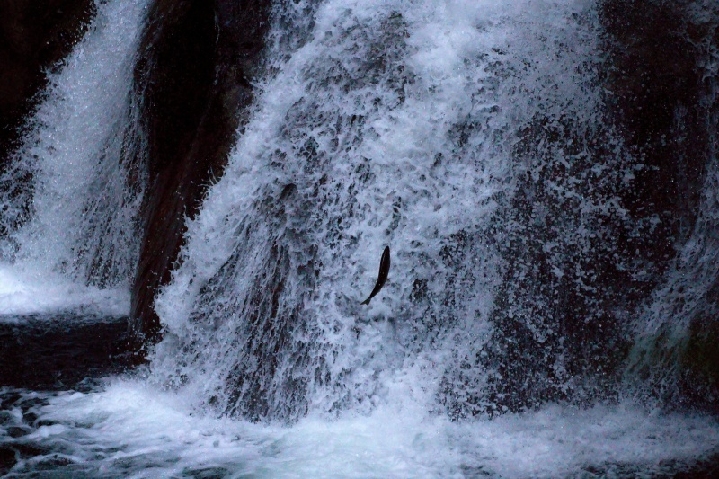 Lynn Canyon Park