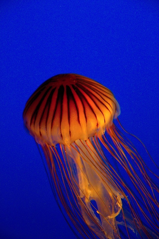 Vancouver Aquarium