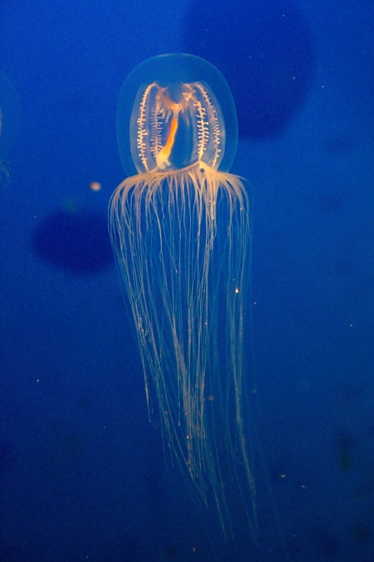 Vancouver Aquarium