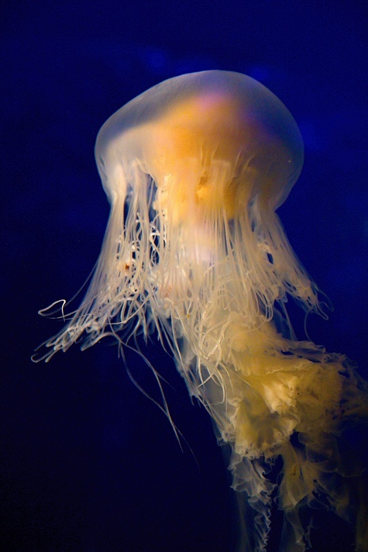 Vancouver Aquarium