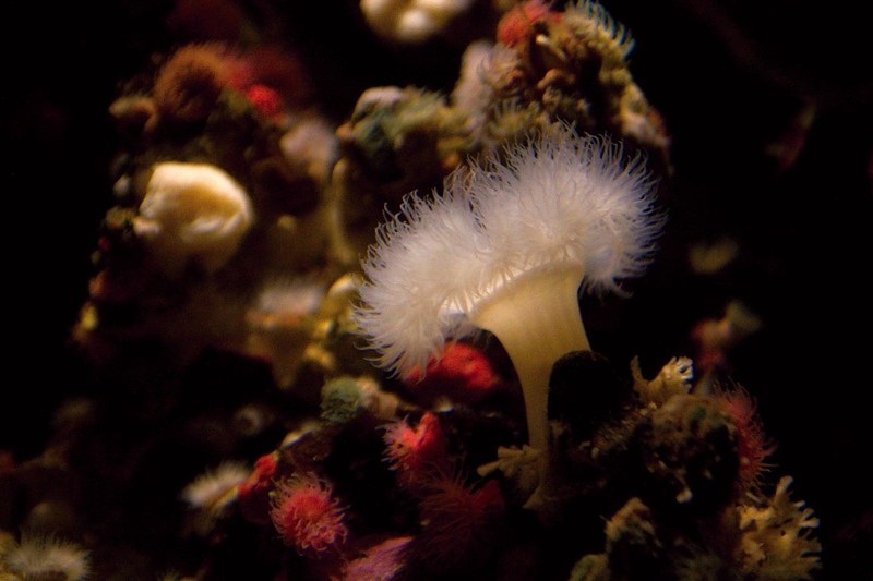 Vancouver Aquarium