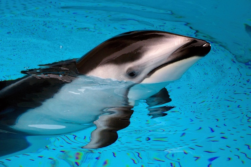 Vancouver Aquarium