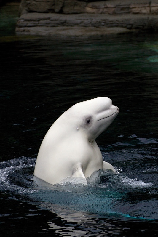 Vancouver Aquarium