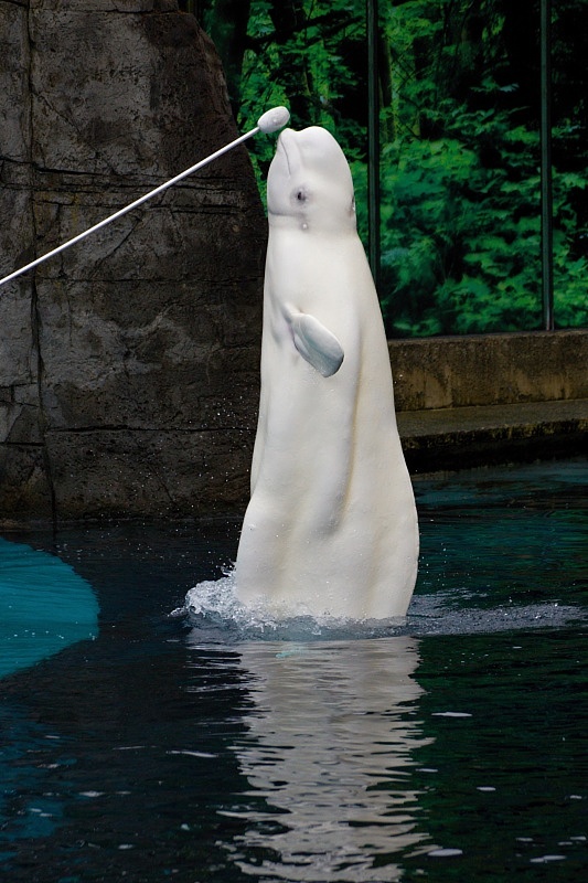 Vancouver Aquarium