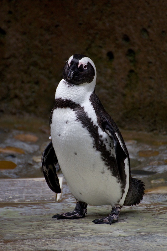 Vancouver Aquarium