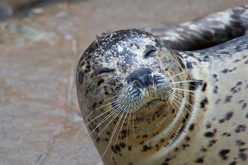 Vancouver Aquarium