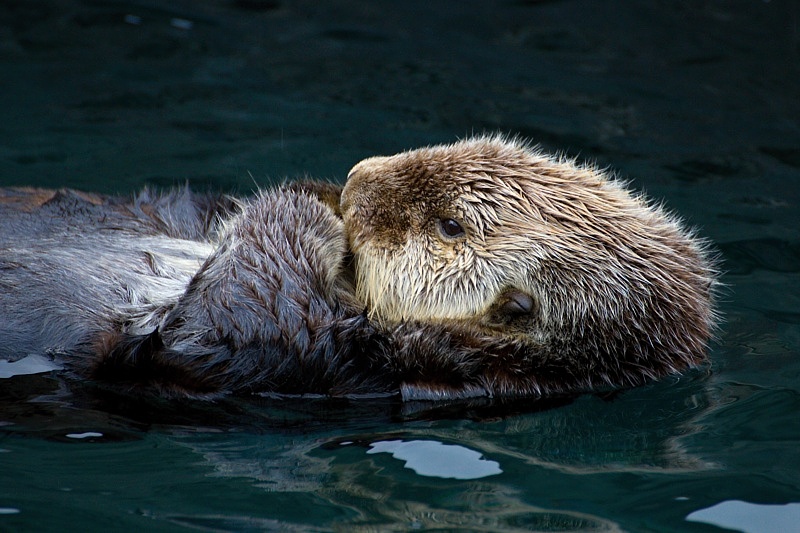 Vancouver Aquarium